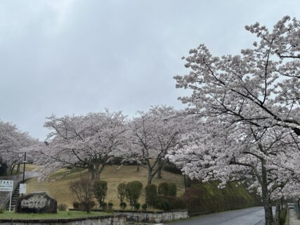 津市白山町中央公園の桜